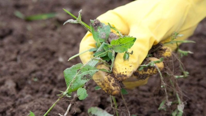 Letting Weeds Mature In May Creates Much Bigger Problems By August
