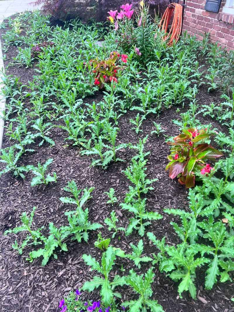 Letting Weeds Steal Water Before Summer Letting Weeds Steal Water Before Summer