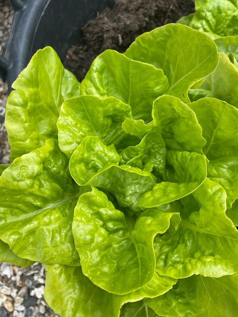 Lettuce