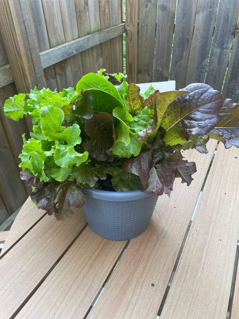 Lettuce