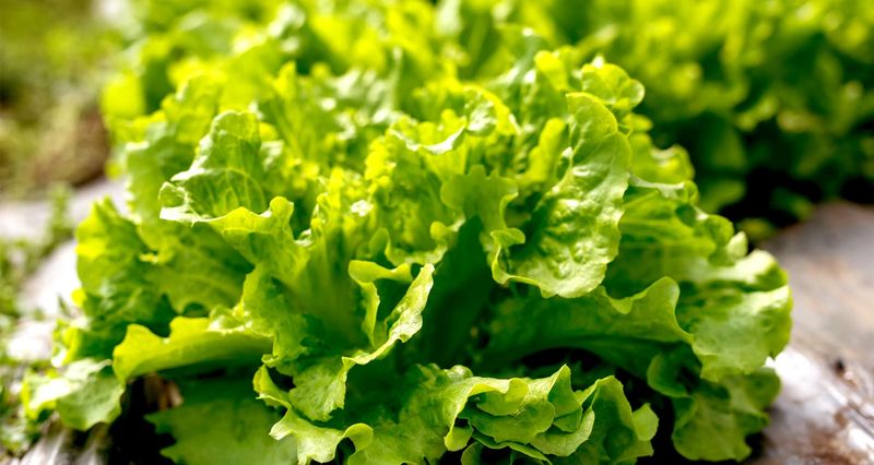 Lettuce