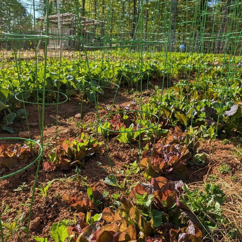 Lettuce And Radishes For A Fast Spring Harvest