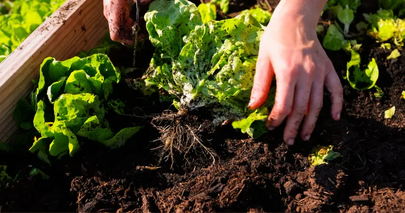 Lettuce Benefits From Compost Before Heat Builds Lettuce Benefits From Compost Before Heat Builds