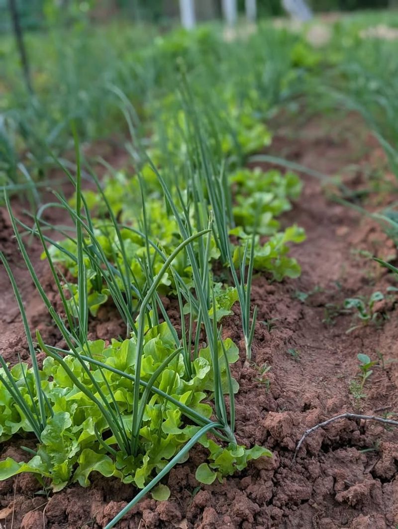 Lettuce Benefits From Growing Near Taller Onion Leaves