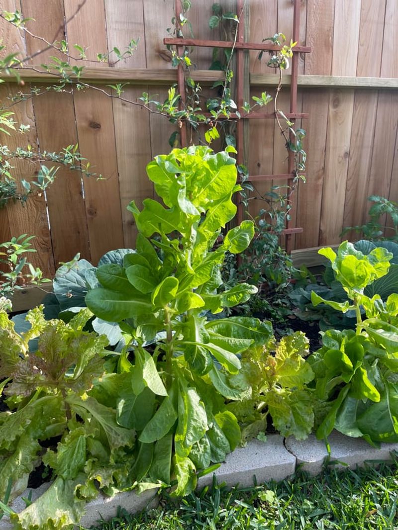Lettuce Bolts Fast During Extreme June Heat