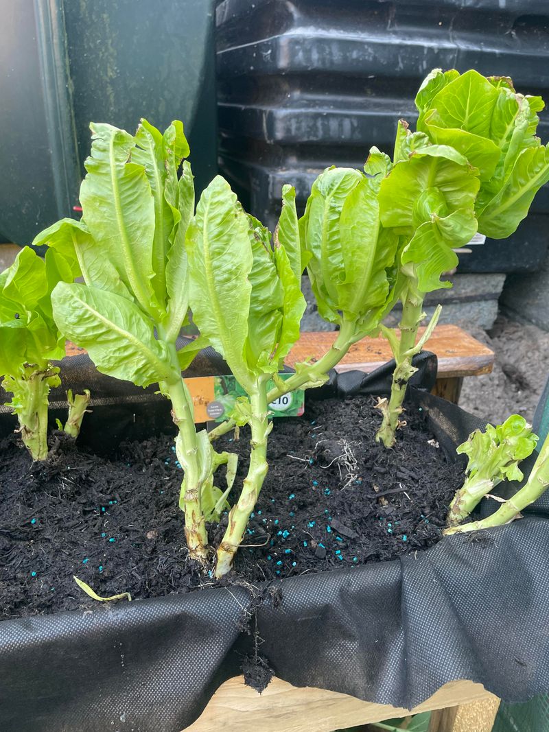 Lettuce Grows Fast Before Heat Builds