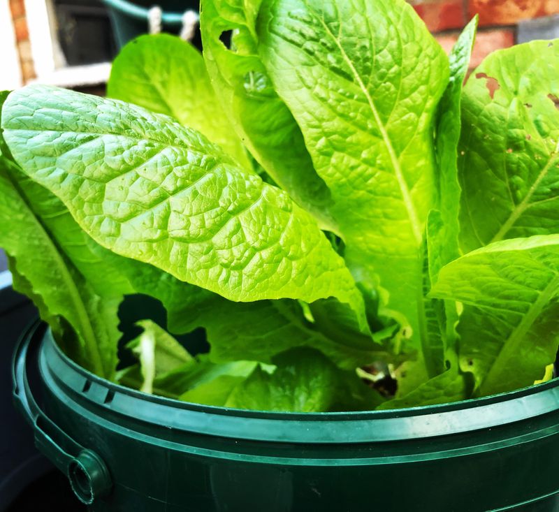 Lettuce Handles Buckets Best In Cooler Spots