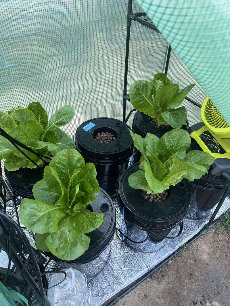 Lettuce Handles Mild Spring Weather More Comfortably Lettuce Handles Mild Spring Weather More Comfortably