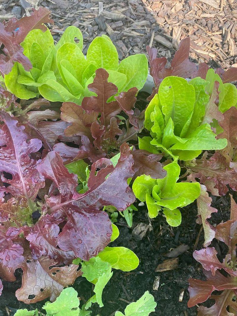 Lettuce Handles Partial Shade