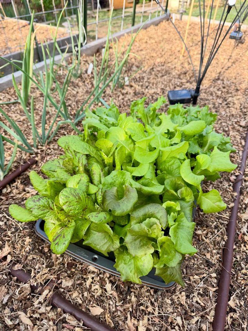 Lettuce Keeps Harvests Going In Partial Shade