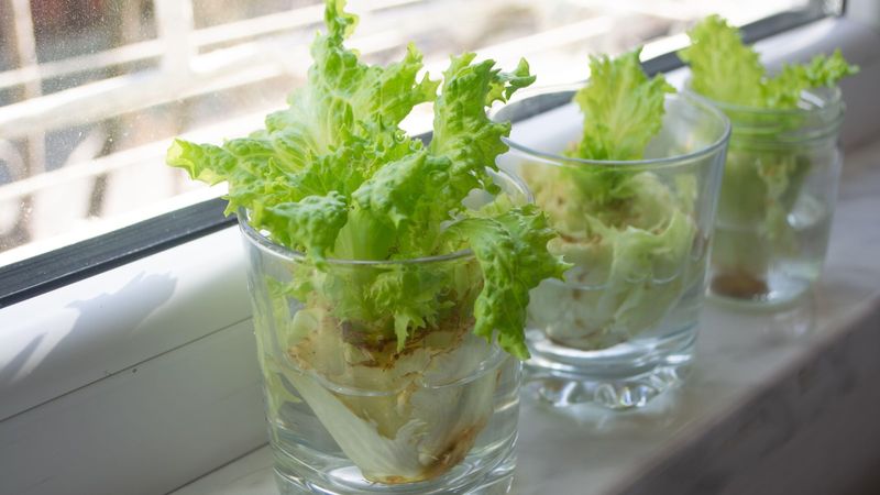 Lettuce (Lactuca Sativa)