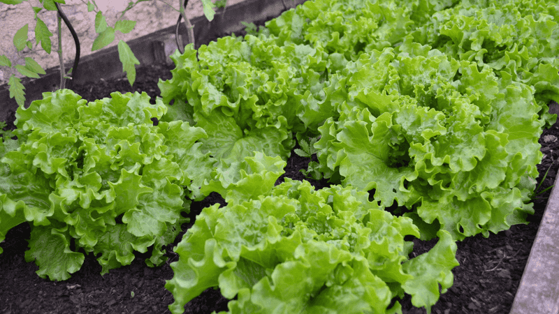 Lettuce (Lactuca Sativa)