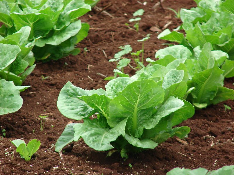 Lettuce (Lactuca sativa)