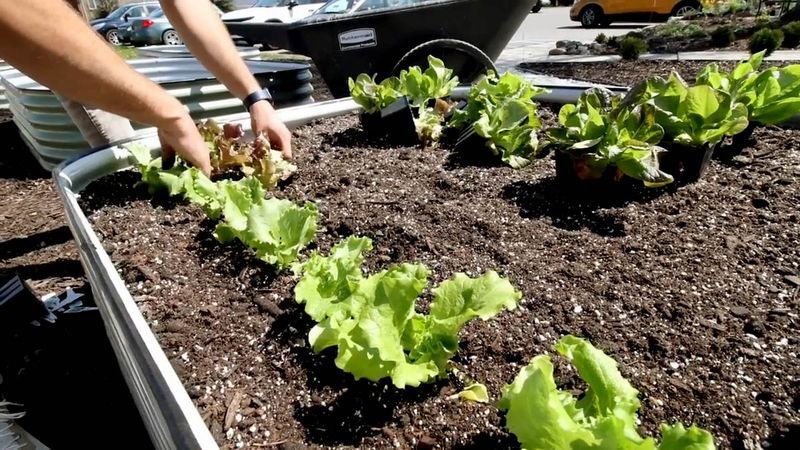 Lettuce Likes Finished Compost In Spring Lettuce Likes Finished Compost In Spring