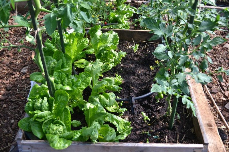 Lettuce Makes Smart Use Of Space Before Tomato Plants Get Huge