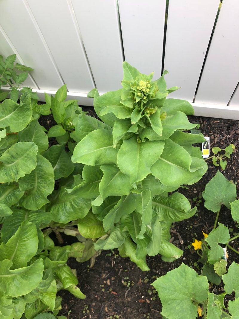 Lettuce Often Turns Bitter Soon After Bolting Starts