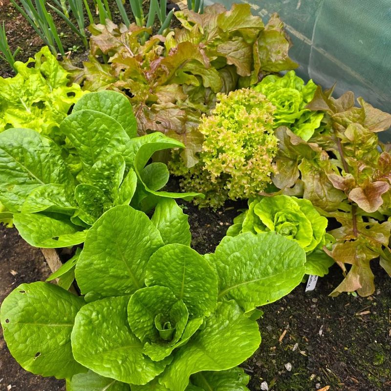 Lettuce Produces Fresh Leaves After Outer Picking