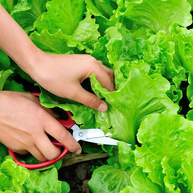 Lettuce Turns Bitter As Heat Builds