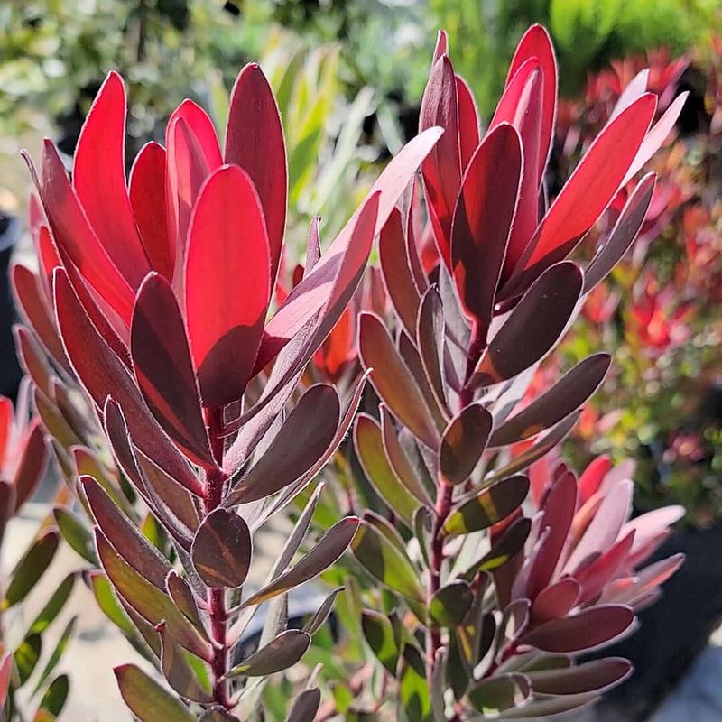 Leucadendron Species Add Designer Color