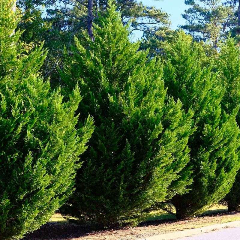 Leyland Cypress Grows Fast For Screening