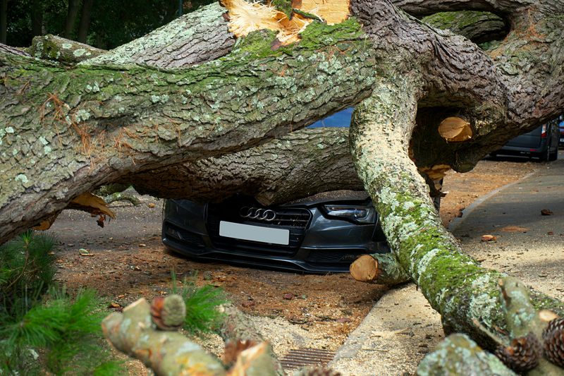 Liability For Fallen Trees And Storm Damage Liability For Fallen Trees And Storm Damage