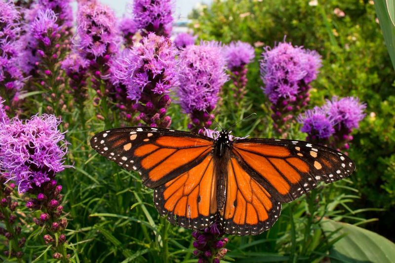 Liatris Brings Bright Nectar-Rich Blooms