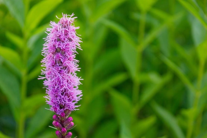 Liatris Brings Bright Nectar-Rich Blooms