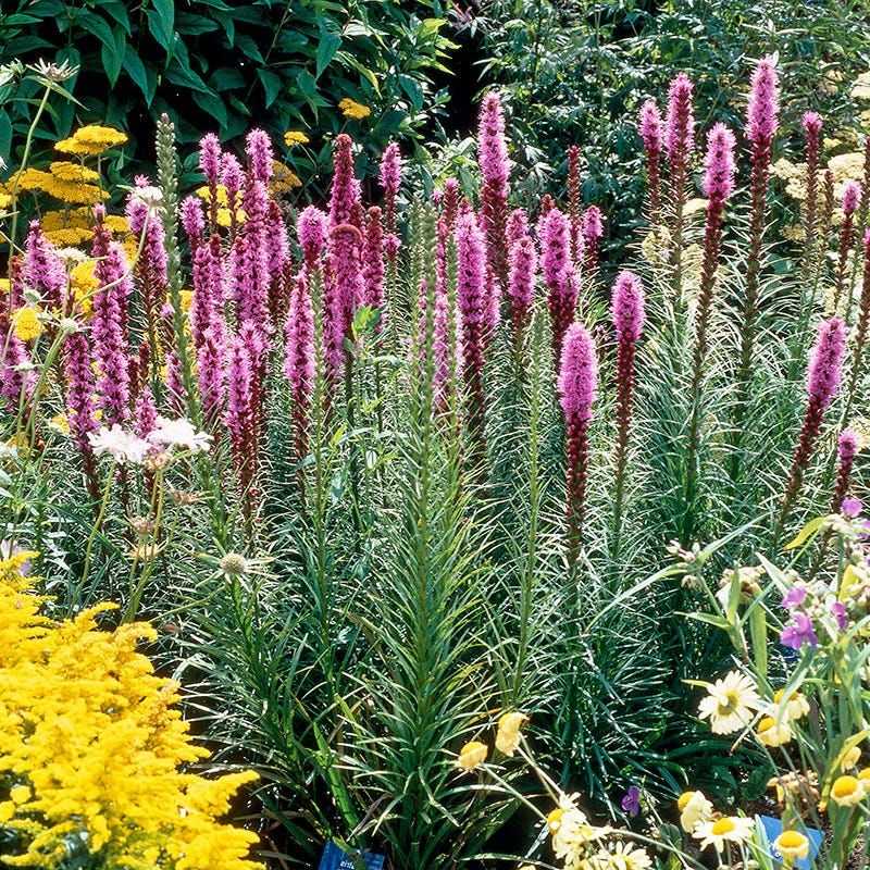 Liatris Brings Vertical Color To Sunny Beds