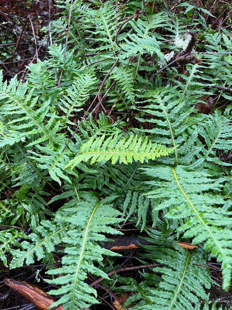 Licorice Fern