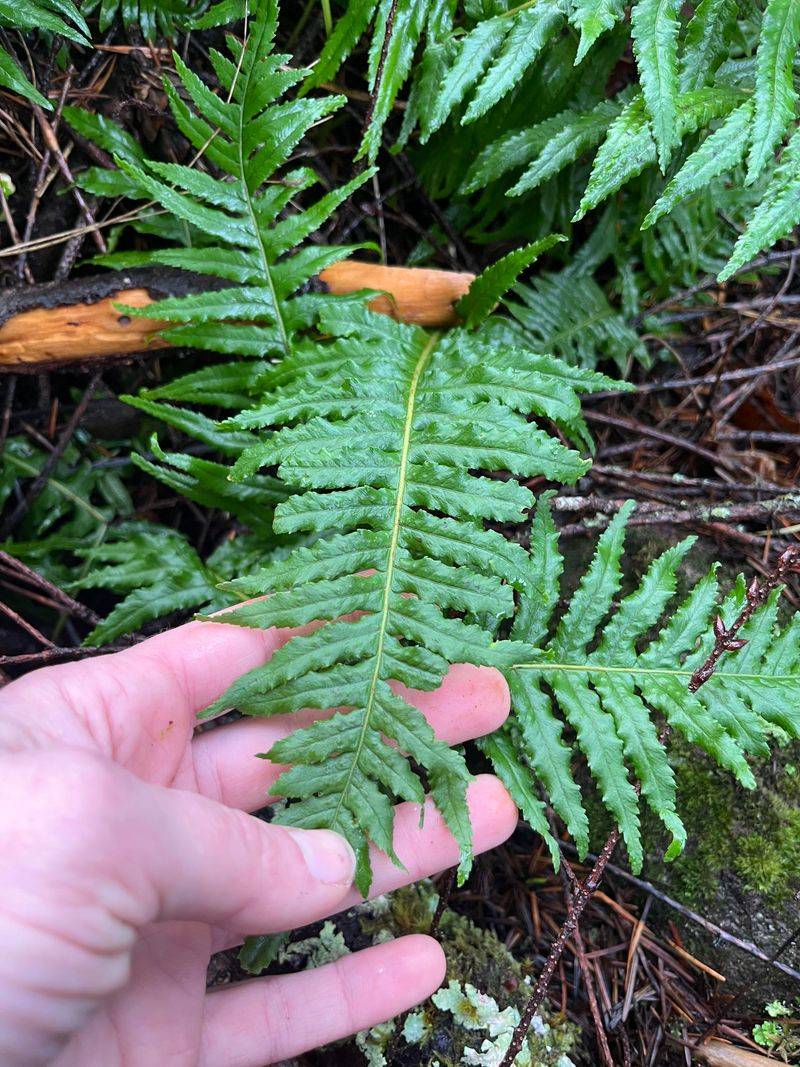 Licorice Fern Licorice Fern