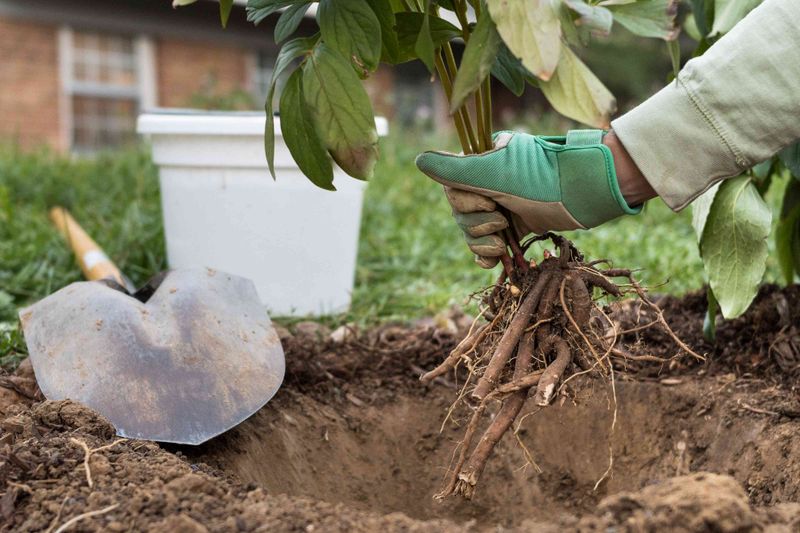 Lift The Root Ball Without Breaking The Crowns Lift The Root Ball Without Breaking The Crowns