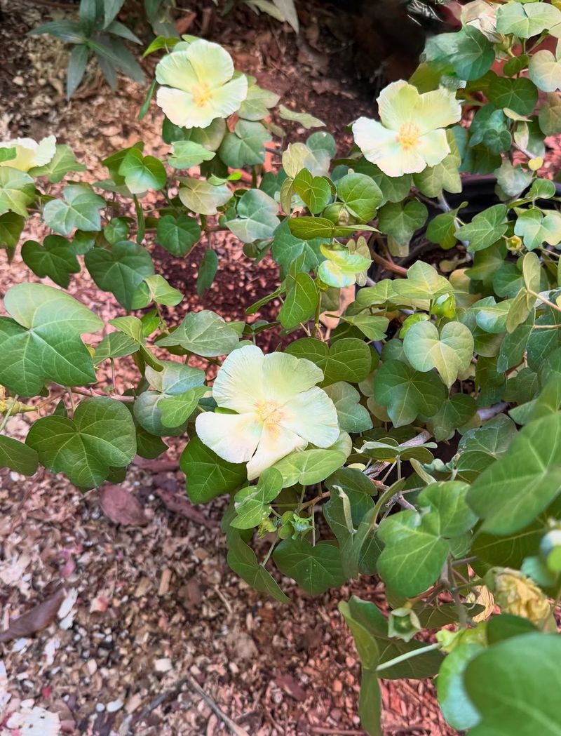 Light Afternoon Shade Helps Blooms Last Longer In Summer