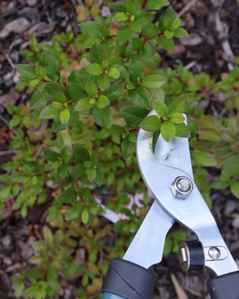 Light Branching Benefits May Be Missed