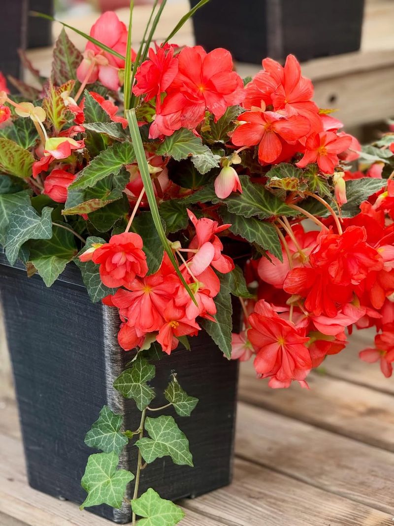 Light Feeding Encourages More Continuous Flowering