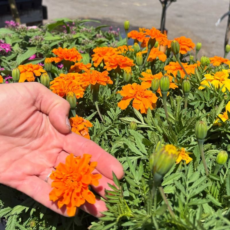 Light Feeding Supports Stronger Summer Blooms
