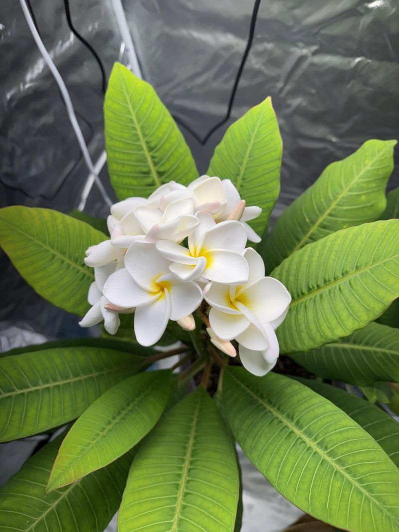 Light Feeding Supports Warm-Season Growth Light Feeding Supports Warm-Season Growth