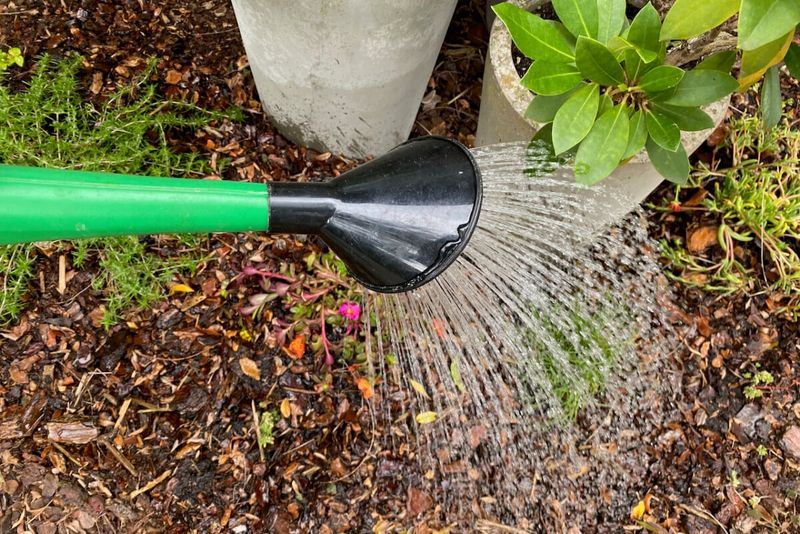 Light Frequent Watering Encourages Shallow Roots