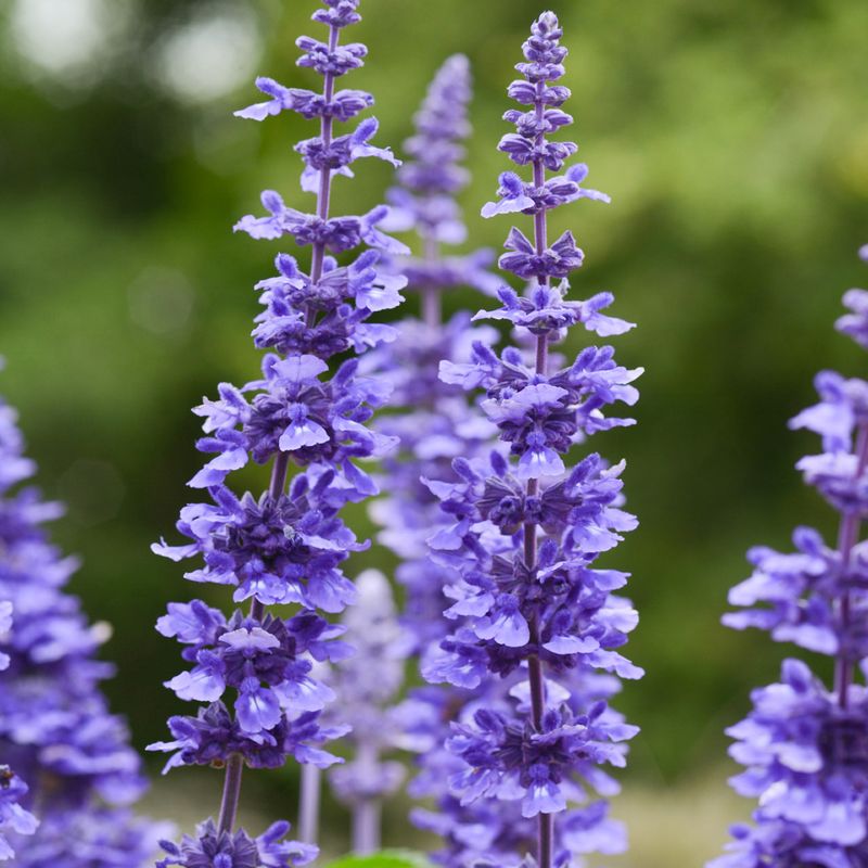 Light Midseason Feeding Supports Continued Blooming