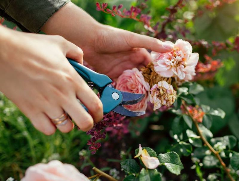 Light Pruning After Spring Blooming Light Pruning After Spring Blooming