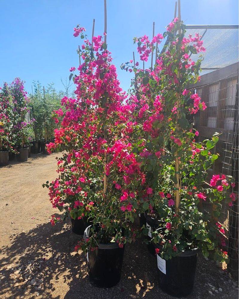 Light Pruning Before Peak Growth