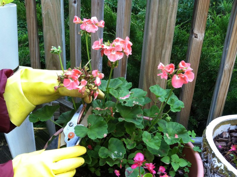 Light Pruning Can Encourage Fuller Spring Growth