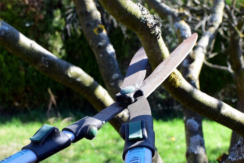 Light Pruning Helps Improve Airflow And Branch Structure