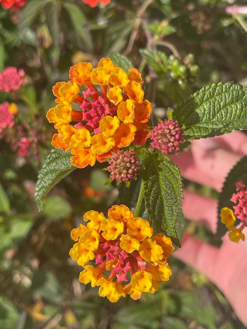 Light Pruning Helps Plants Stay Full And Colorful