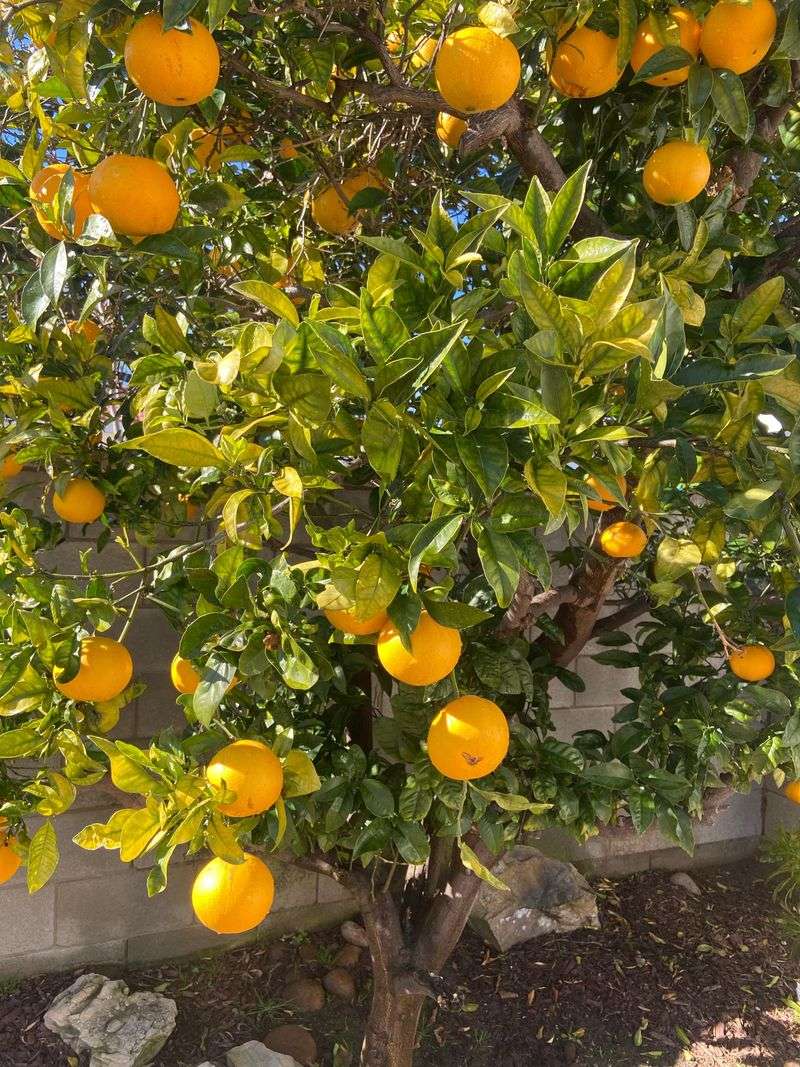 Light Spring Fertilizing Supports Healthy Summer Growth Light Spring Fertilizing Supports Healthy Summer Growth