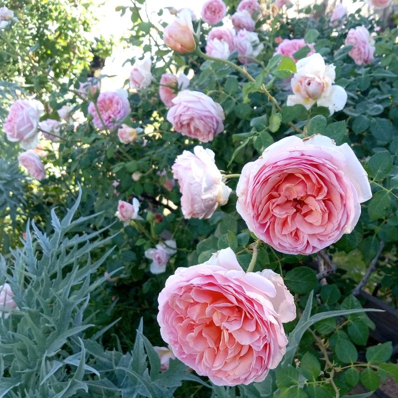 Light Summer Pruning Encourages More Blooms