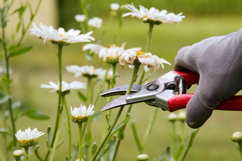 Light Tip Pruning For Florida Gardeners