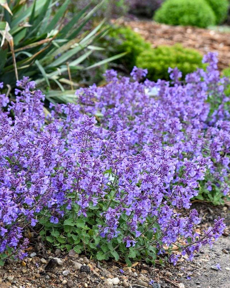 Light Trimming Helps Catmint Bloom Again And Again Light Trimming Helps Catmint Bloom Again And Again