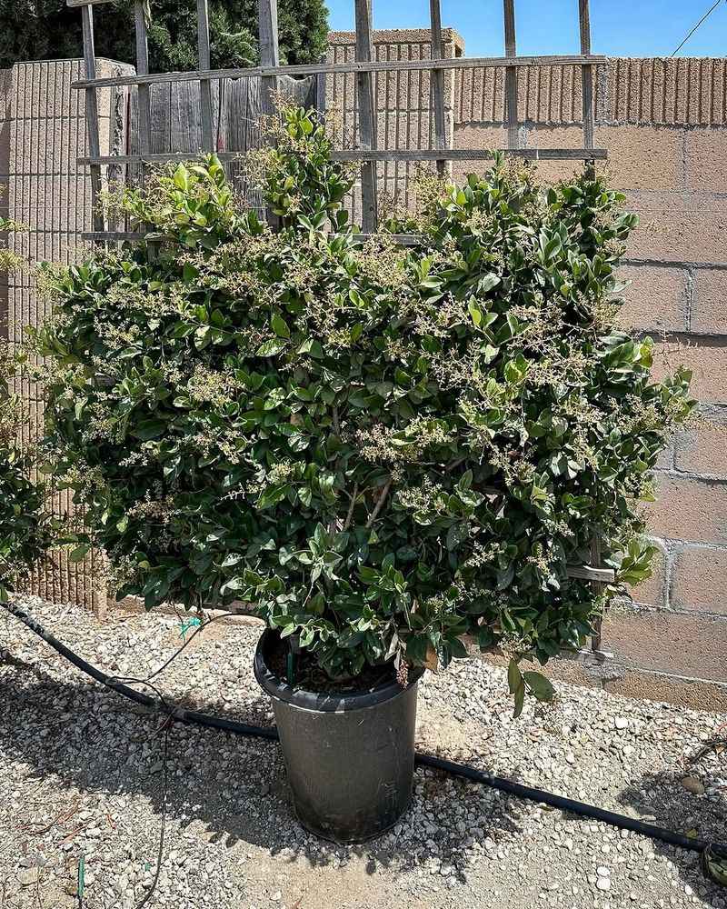 Ligustrum