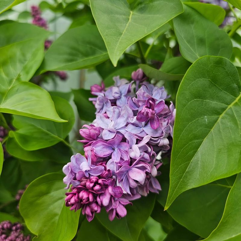 Lilac
