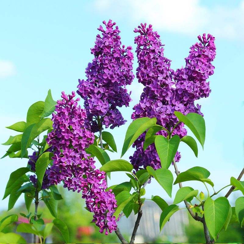 Lilac 